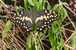 Papilio demodocus