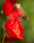 Mohnblume mit Insekt