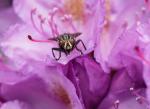 Fliege am Rhododendron