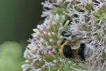 Hummel_1