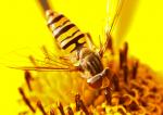 Insekt in gelb