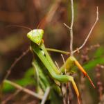 Mantis religiosa 2