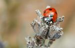 Lady Bug