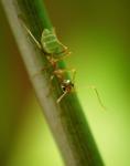 Ein wahres Juwel - Oecophylla smaragdina in natürlicher Färbung