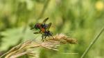 Raupenfliege Cylindromyia brassicaria Paarung