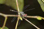 Libelle  Amazonas