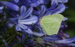 Zitronenfalter auf Agapanthus