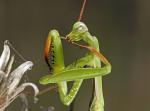 Mantis religiosa