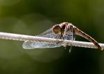 Libelle auf dem Drahtseil 2