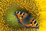 Kleiner Fuchs auf Sonnenblume