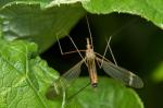 Tipula luna