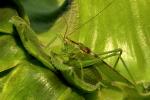 Tettigonia viridissima