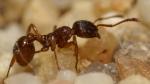 Ameise Myrmica sp.