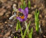 Frühling kommt bald