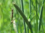 Paarungszeit der Insekten