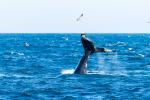 whale watching vor Boston