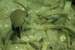 Acanthurus spec. Puerto viejio