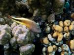 Gestreifter Korallenwächter