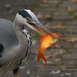 Das allerletzte Kapitel vom Regenbogenfisch