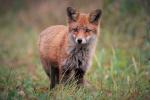 Fuchs 1