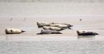 Seehunde im Wattenmeer 1