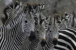Zebra im Selous - Tanzania