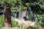 Black Bear Yellowstone