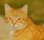 Ginger-Katze2