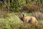 Grizzlys Glacier 8