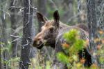 Elch im Wald