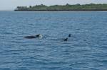 Delfine vor Wasini Island