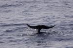 Whale Watching vor der Costa Adeje (02)