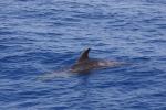 Whale Watching vor der Costa Adeje (03)