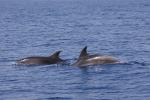 Whale Watching vor der Costa Adeje (08)