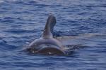 Whale Watching vor der Costa Adeje (11)