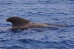 Whale Watching vor der Costa Adeje (13)