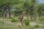 Giraffe im Tarangire