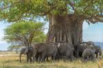 Elefantenherde unterm Baobab im Tarangire