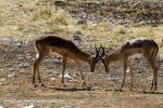 Blackfaced Impalas