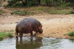 Hippo (6)