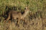 Wasserbock (1)