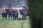 Wisent