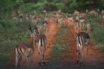 Impalas