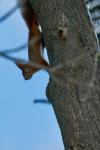 Eichhörnchen im winterlichen Kiez