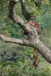 Leopardenbeute auf Baum