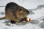 Nutria