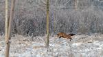 Fuchs im Schnee