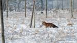 Fuchs im Schnee