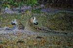 Jaguar Pantanal