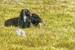 Ameisenbär Pantanal